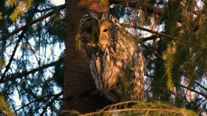 «Дикие выходные с Павлом Глазковым»