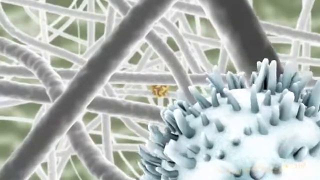 Lymphocyte migration смотреть онлайн