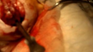 Уретростомия у кота