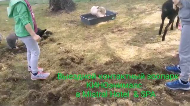 Выездной контактный зоопарк смотреть онлайн