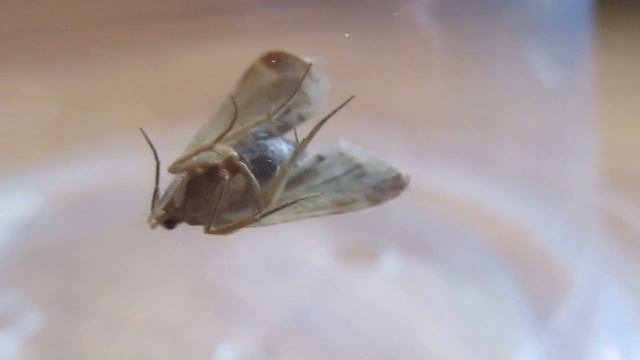 Платяная моль (Tineola bisselliella). Никита Нюняев (7 лет) Одесса июнь 2018 смотреть онлайн