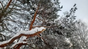 1.ЯНВАРЬ.У КАМЕЛЬКА..mp4