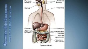 Биология 8 класс $24 Питание и его значение. Органы пищеварения и их функции