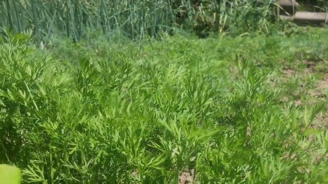 Морковная БОТВА применение в  народной медицине, кулинарии.  Польза и вред ботвы моркови
