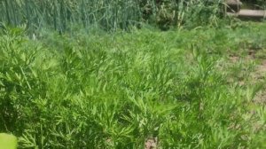 Морковная БОТВА применение в народной медицине, кулинарии. Польза и вред ботвы моркови