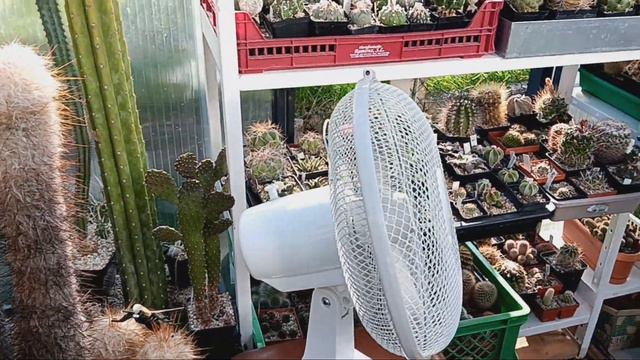 Кактусы и мой друг. смотреть онлайн