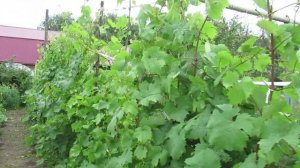 Обзор как растет виноград в Марий Эл в июле и в чем смысл чеканки