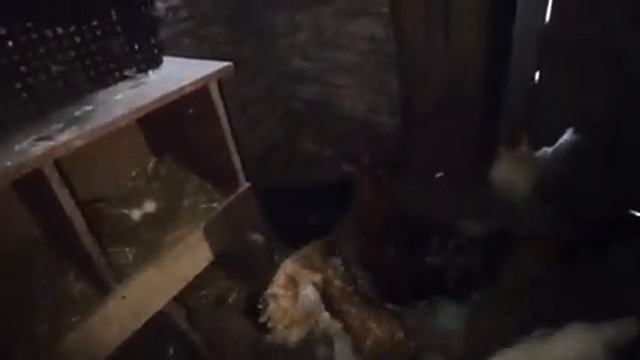 #101 ПЕРЕЕЗД НА ЮГ/ВЫЛУПИЛИСЬ МУСКУСНЫЕ УТЯТА/КУПИЛИ ГУСИНЫЕ ЯЙЦА ДЛЯ ИНКУБАЦИИ/ЖИЗНЬ НА ЮГЕ