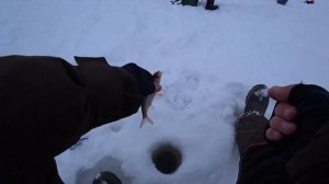 Безмотылка! Трудовые выходные! Тестирую новую удочку Artuda "Вечка" и кивок "Ласточкино крыло"!