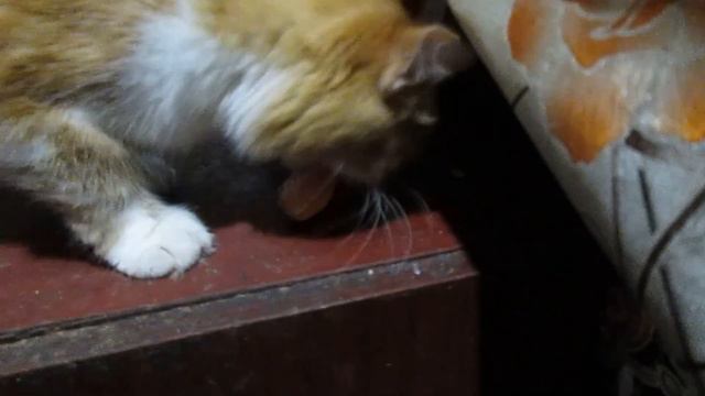 Землянка выживание! Харьков! Харьковская область! своими руками! реальные советы! кошки коты собаки смотреть онлайн