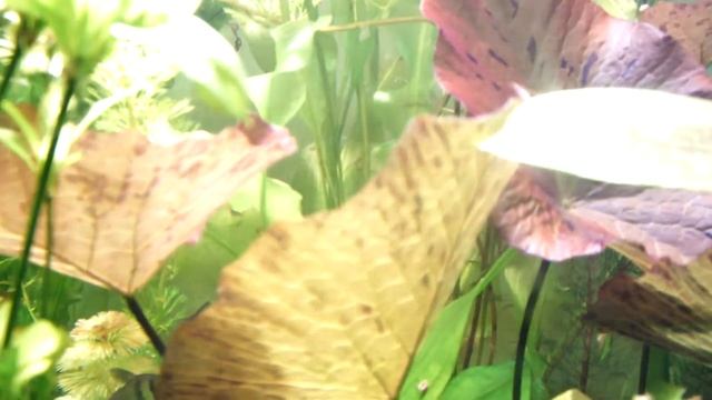 фотосинтез смотреть онлайн