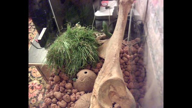 В террариуме у рептилий смотреть онлайн