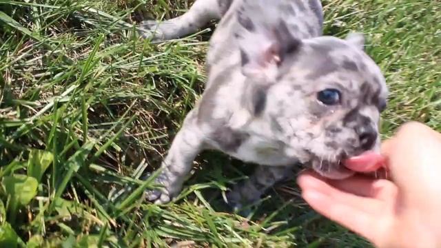 Indigo, our Blue Merle French Bulldog Puppy! Love! смотреть онлайн