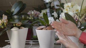 ЭФФЕКТИВНОЕ РАЗМНОЖЕНИЕ ОРХИДЕЙ ! ПРОСТОЙ СПОСОБ РАЗМНОЖИТЬ ОРХИДЕЮ ! ПОСЛЕ ДЕТКИ ОРХИДЕИ ПОПРУТ !!