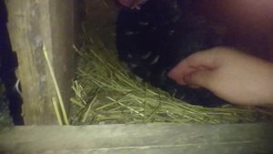 ДРУЖНЫЙ ВЫВОД ИНДЮШАТ ПОД ИНДЮШКОЙ