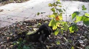 Щенок восточно-европейской овчарки 2 мес.- девочка