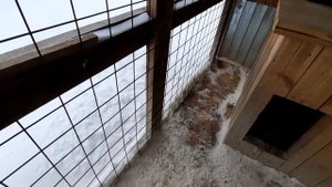 Вольер для немецкой овчарки зимой.