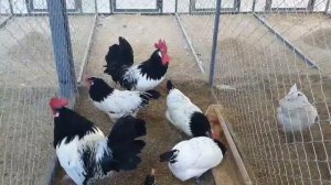 Порода кур лакенфельдер - Lackenfelder chicken breed.!