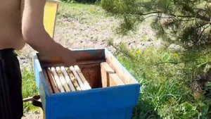 Начинающий пасечник #2.mp4