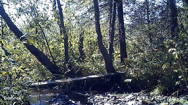Заяц Висимский заповедник 14 08 16, другой ракурс смотреть онлайн