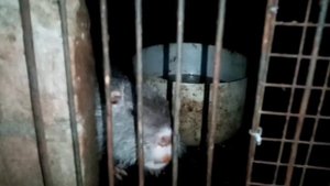 Почему агрессирует нутрия/Как приручить нутрий/Разведение и содержание нутрий