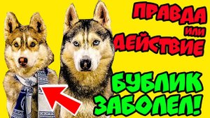 ХАСКИ БУБЛИК ЗАБОЛЕЛ ПРАВДА ИЛИ ДЕЙСТВИЕ ️ НАПАДЕНИЕ БЕЛКИ-МУТАНТА (Анимация) Бандит DOGVLOG