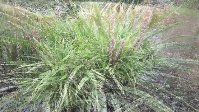 PINK PEARL™ is a clean variegated Liriope with pink flowers смотреть онлайн