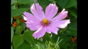 Космея - маленькое чудо! Цветы Космея. Cosmea is a small miracle! Cosmea ist ein kleines Wunder!