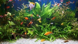 . Красивый аквариум с рыбками.