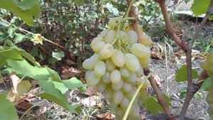Кишмиш Хоуп сидлисс (Hope seedless)