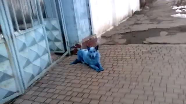 Синяя собака смотреть онлайн