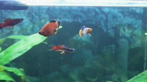 Нотобранхиус - Волк в овечьей шкуре (Nothobranchius rachovi)