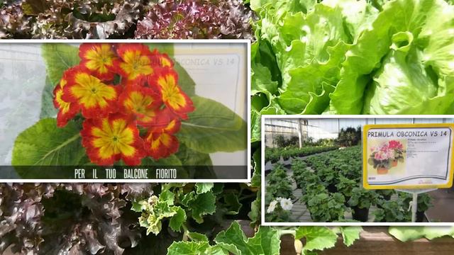 Daniela Garden Center смотреть онлайн