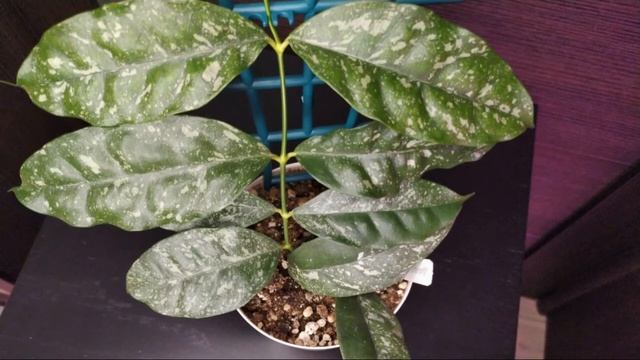 Наши Хойи - Начало коллекции. смотреть онлайн