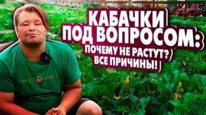 КАБАЧКИ ПОД ВОПРОСОМ: Почему не растут? Все причины в одном видео!