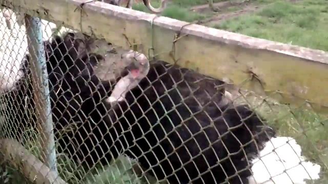 Танцы страуса. Ферма в Полянном смотреть онлайн