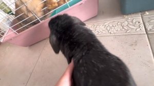 можно ли выгуливать кроликов на улице ????////// где выгуливать кроликов