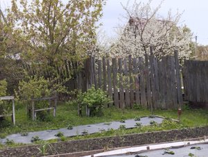 Мой никчемный день на огороде. Снег, дождь Начало мая.