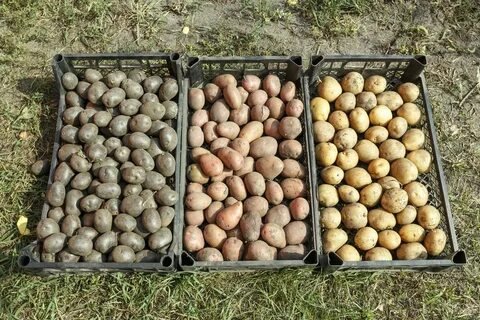 Картофель на проращивание. Как и где проращивать картофель, в каких условиях?