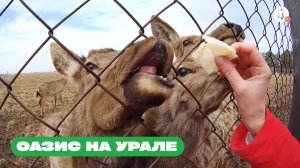 Насыщенный маршрут с оленями, альпака и потрясными фото-локациями | Висим