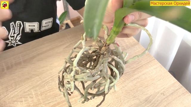 Настоящий ШОК! ОГРОМНАЯ МЕТРОВАЯ ОРХИДЕЯ ВАНДА. смотреть онлайн