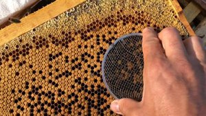 Подсадка Племенных Маток 100%