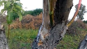 Первый опыт весенней прививки яблони и груши черенком   в ращеп
