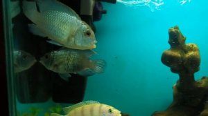 Наннакара Неоновая, миролюбивый хищник!#наннакара#акварюмист#fish