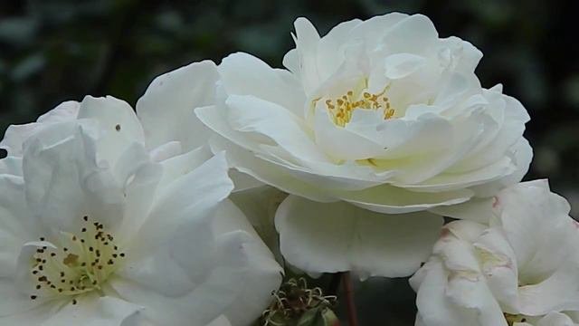 Rosa Midsummersnow