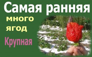 Клубника - крупная, много, ранняя. Обзор