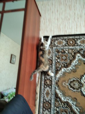 Кот Артём Купил лодку и поймал экзотиков Cat Goes Fishing #3