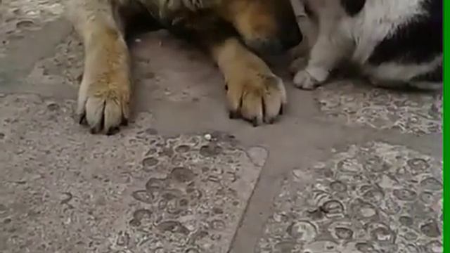 Собака любить кошку. Дружная семья)) смотреть онлайн