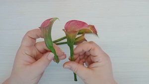 Каллы из холодного фарфора. Моя работа с натуры