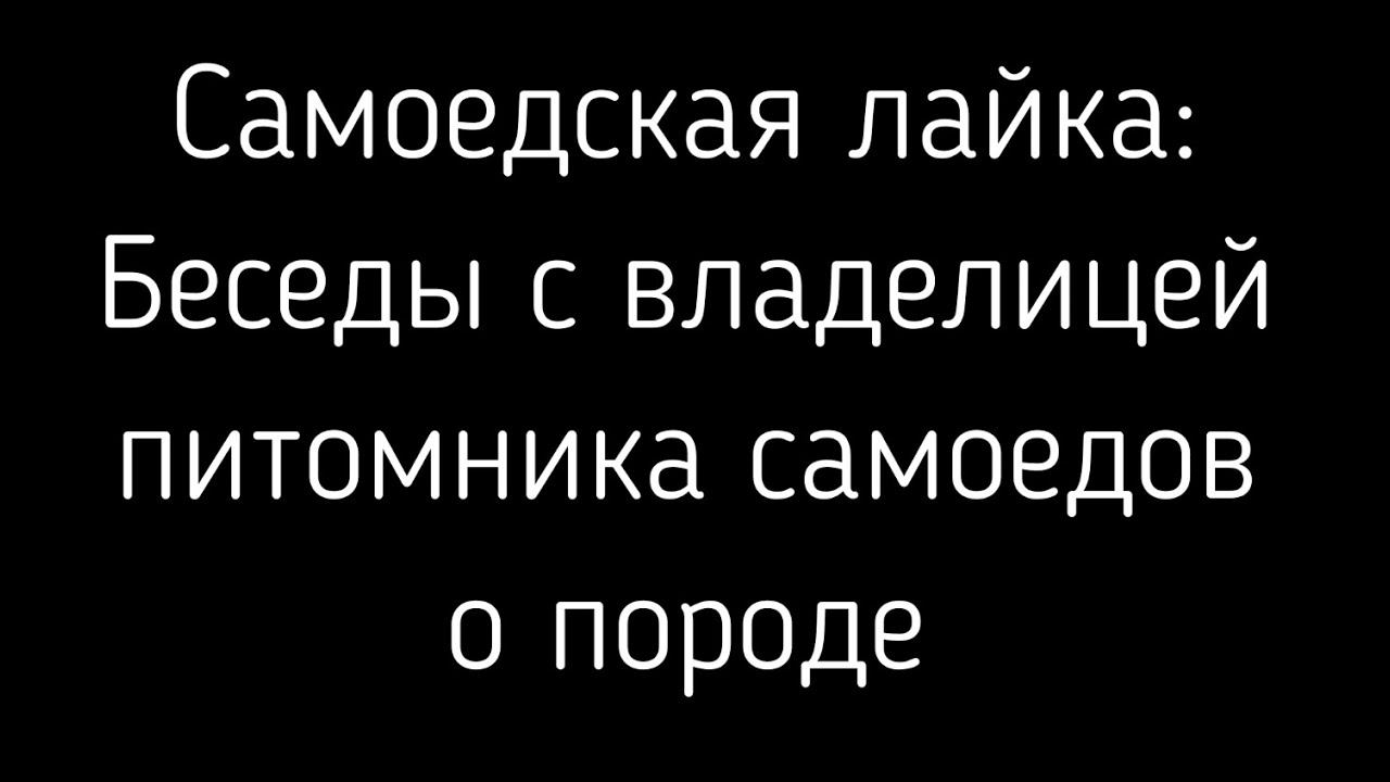Самоеды: диалог о самоедских лайках